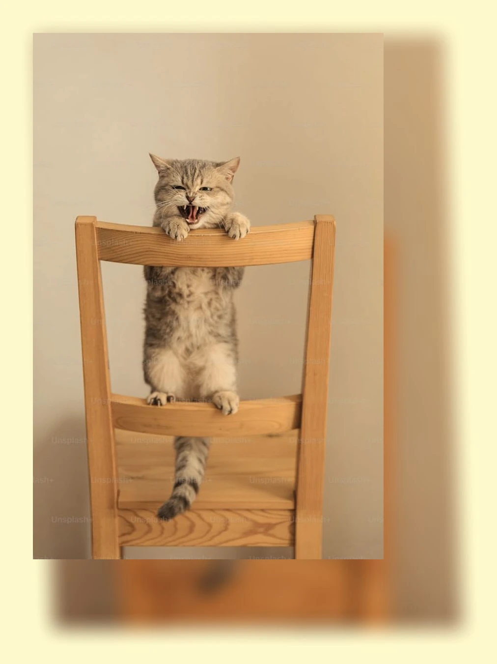 고양이 행동_1_subsection