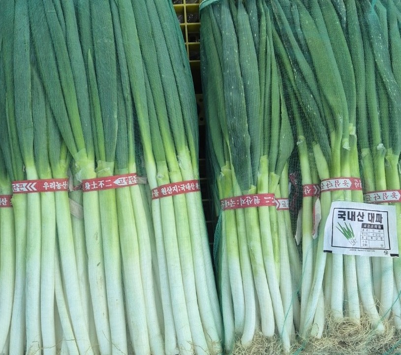빨간 국내산 띠를 두른 대파 단들이 망에 담겨 흰 대를 드러내고 세워져 있는 모습