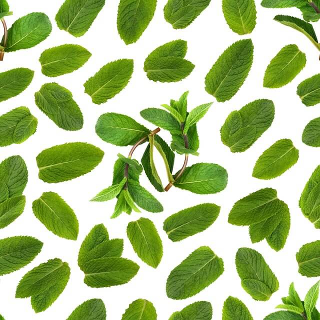 향에 대한 거부 반응이 생겼을 때 점검해야 할 요소