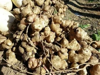 미즈나 재배 직파 요령 빠른 수확 통풍 관리_8