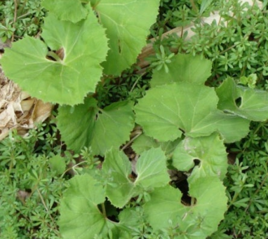 머위 효능과 부작용 고르는법 먹는법 칼로리