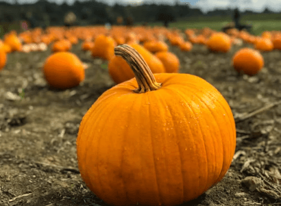 통풍에 좋은 야채 호박 (1)