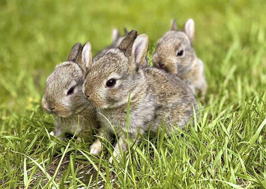 2026년 토끼띠 운세 총정리 (월별·연애운·재물운·직장운)최신