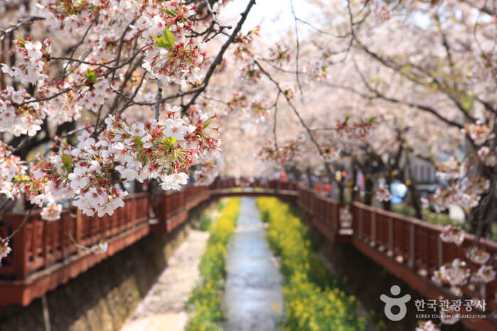 경남 창원 진해 가볼만한 곳 벚꽃 명소 여좌천 볼거리