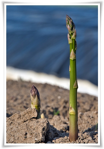 텃밭 &quot;아스파라거스 기르기&quot; 한 번 심으면 10년 동안 거두는 황금 채소!