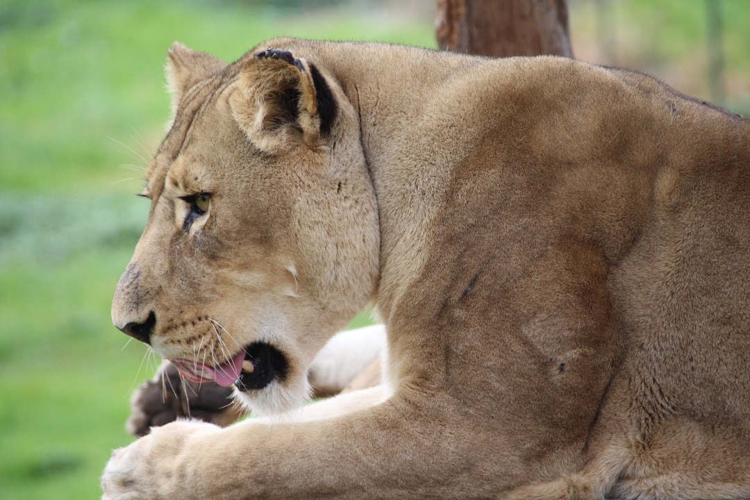 Grooming