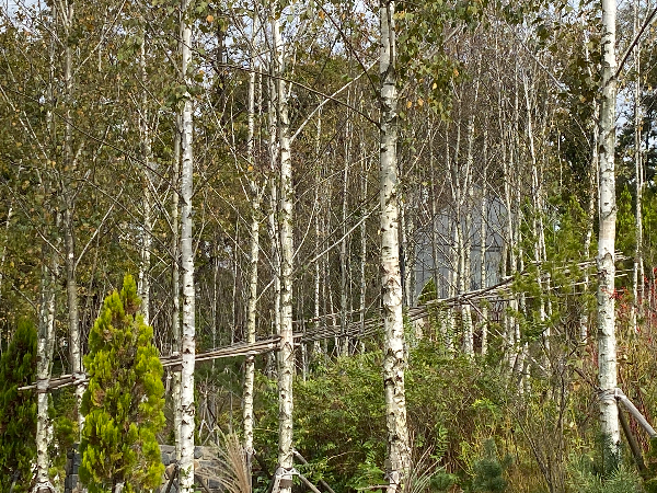 화담숲 자작나무숲