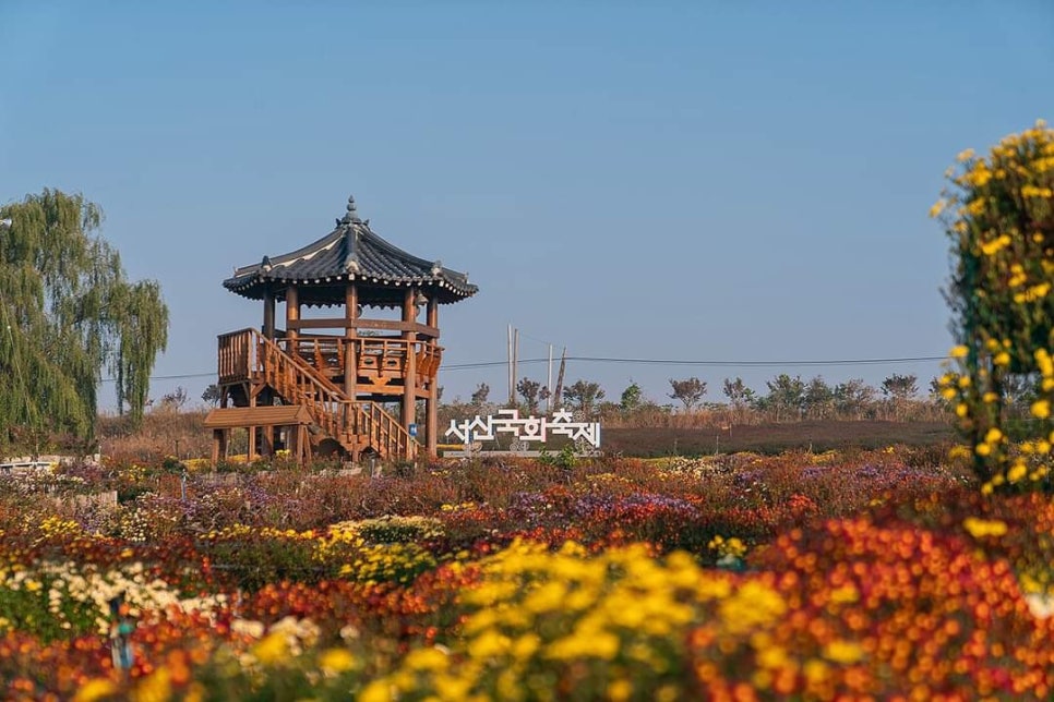 2025년 제25회 서산국화축제
