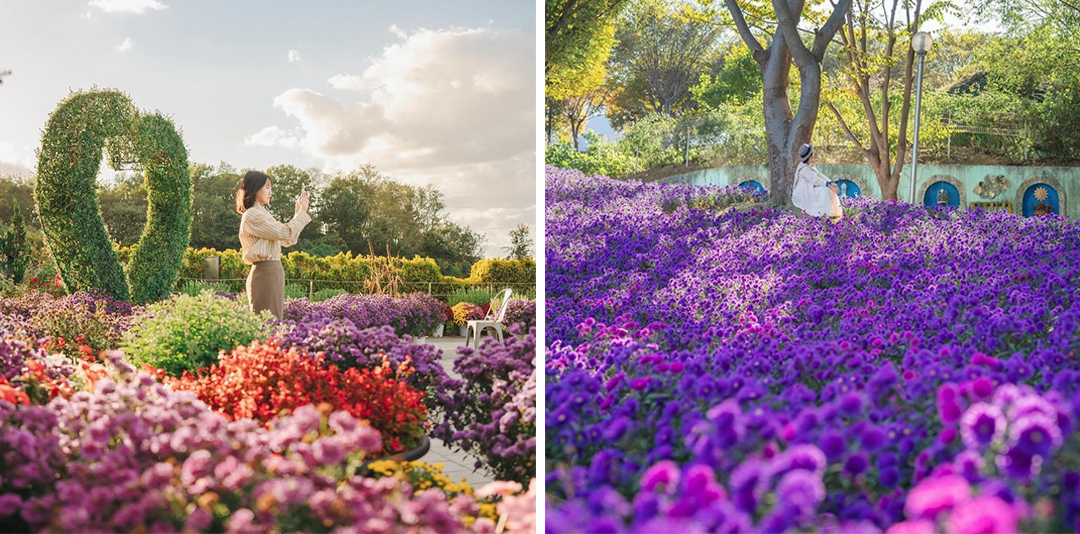 #국내여행 #가을여행 #아산여행 #아산피나클랜드 #피나클랜드 #국화축제 #불꽃축제