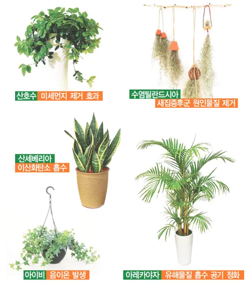 실내 공기정화식물 추천 10가지_3