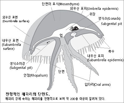 해파리구조