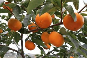 숙취해소효능23