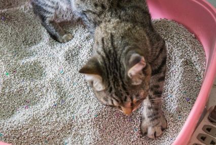 모래 위를 걷는 고양이.