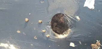 마늘 심는 시기 품종선택 비닐멀칭 웃거름 녹병 예방법_3