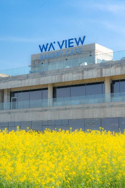 유채꽃이 만발한 웨이뷰카페 전경