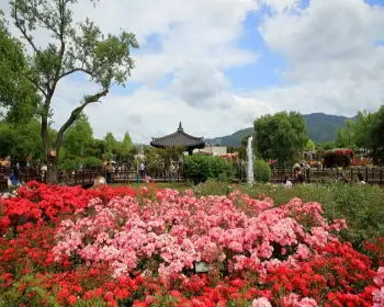 곡성 장미축제_4