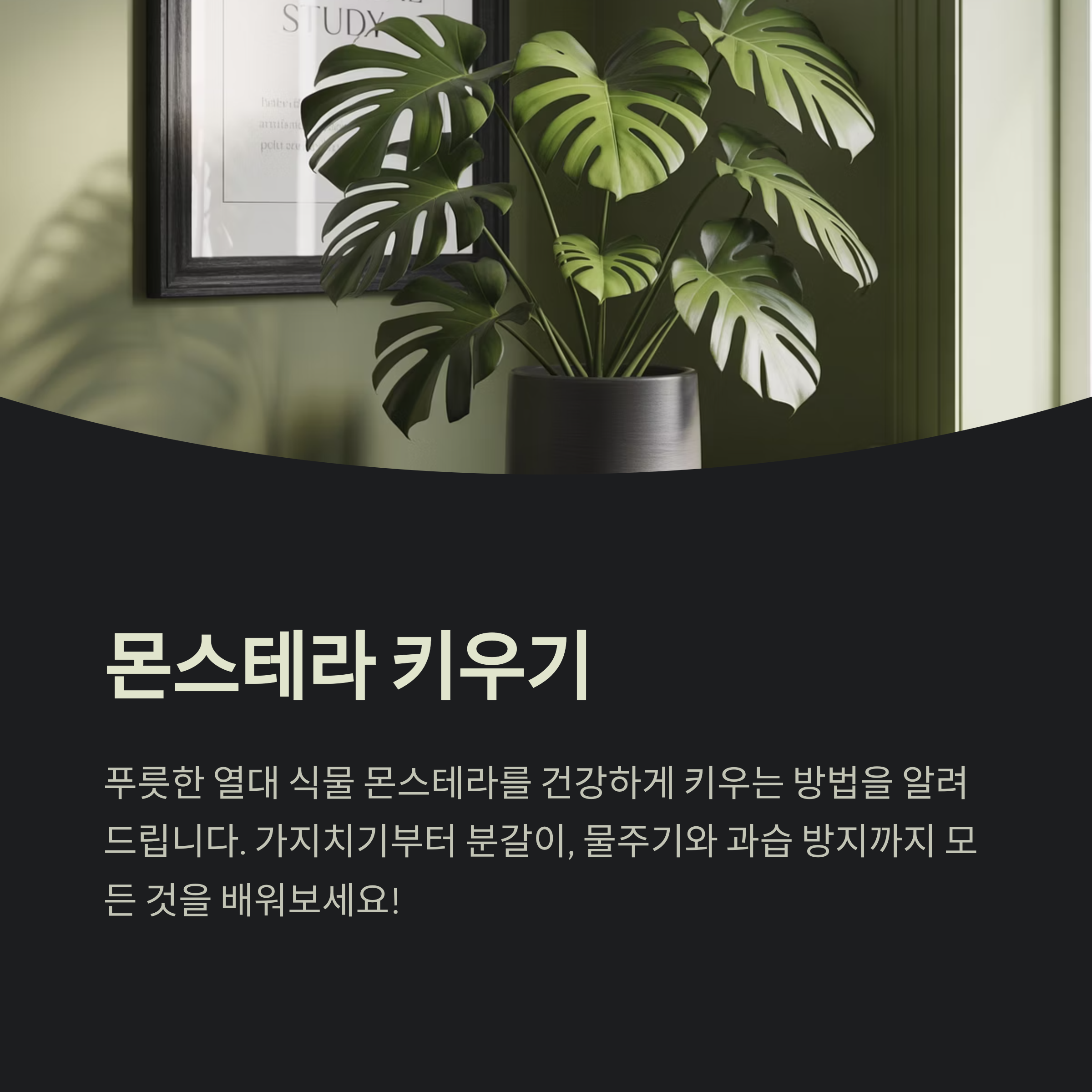 몬스테라 키우기 가지치기부터 분갈이, 물주기와 과습 방지까지