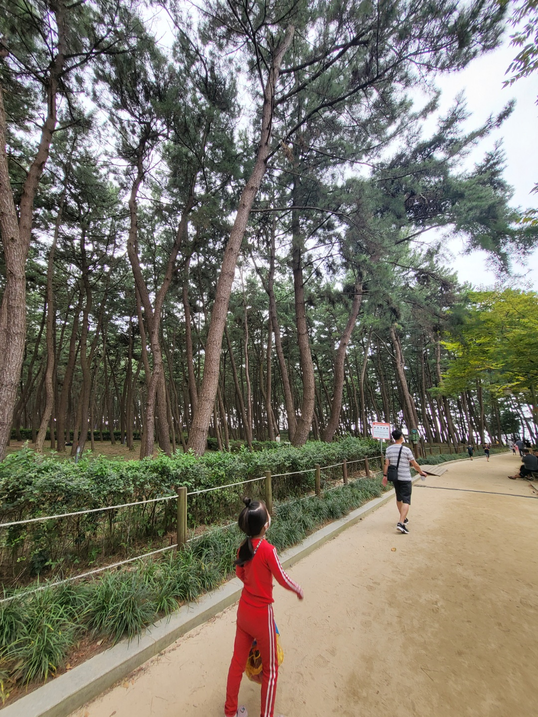 서천 갯벌체험, 모시조개 캐기 (서천송림갯벌체험장)