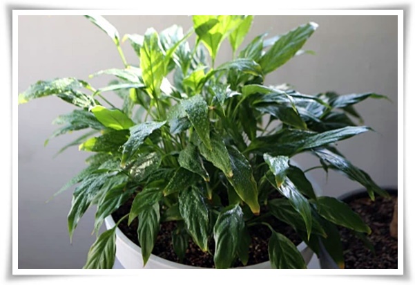 화초 "리시안셔스" 장미인 듯 장미 아닌 변치 않는 사랑의 꽃!