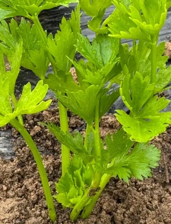 샐러리 재배 모종 심기 재배 거리 수확 연장_9