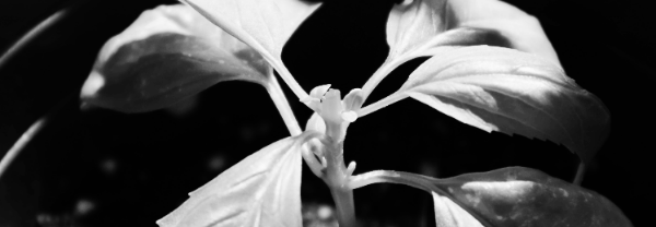 바질 키우기: 순 자르기, 가지치기