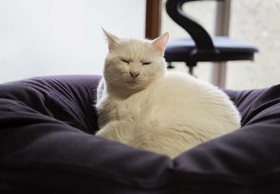 걸리기 쉬운 질병에 대한 고양이 이미지 이미지