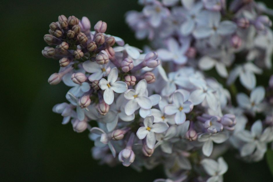 A detailed close-up of blooming lilac flowers showcasing delicate petals in a garden setting.