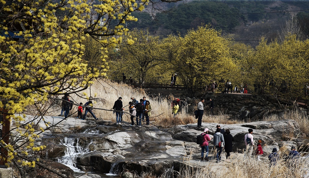 산수유꽃축제