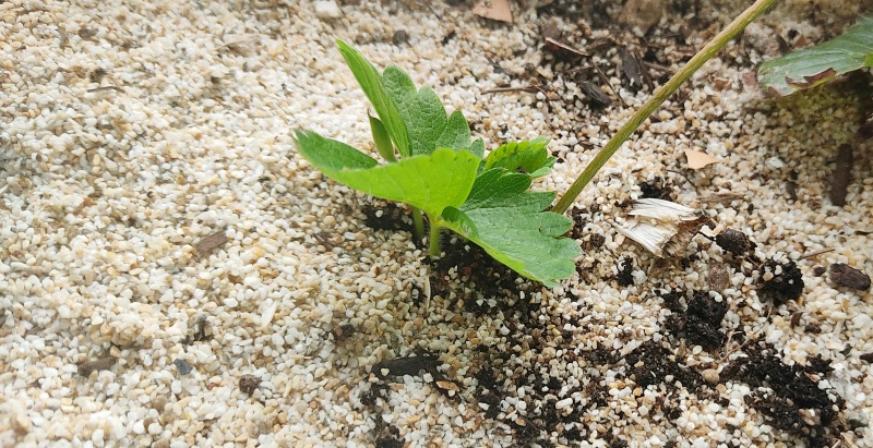 남은 화분공간에 런너 심어주기