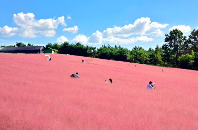 청농원 핑크뮬리