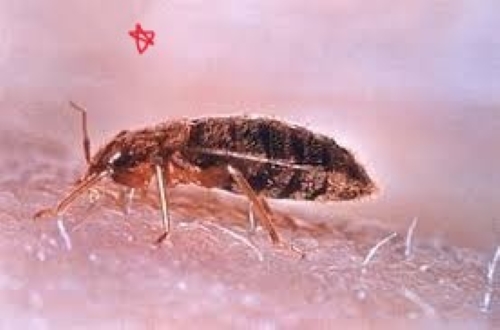 빈대확산 DDT 소환? 우리나라는?