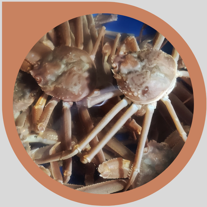 6시내고향 영덕대게 러시아대게 홍게 가격 및 구매 정보