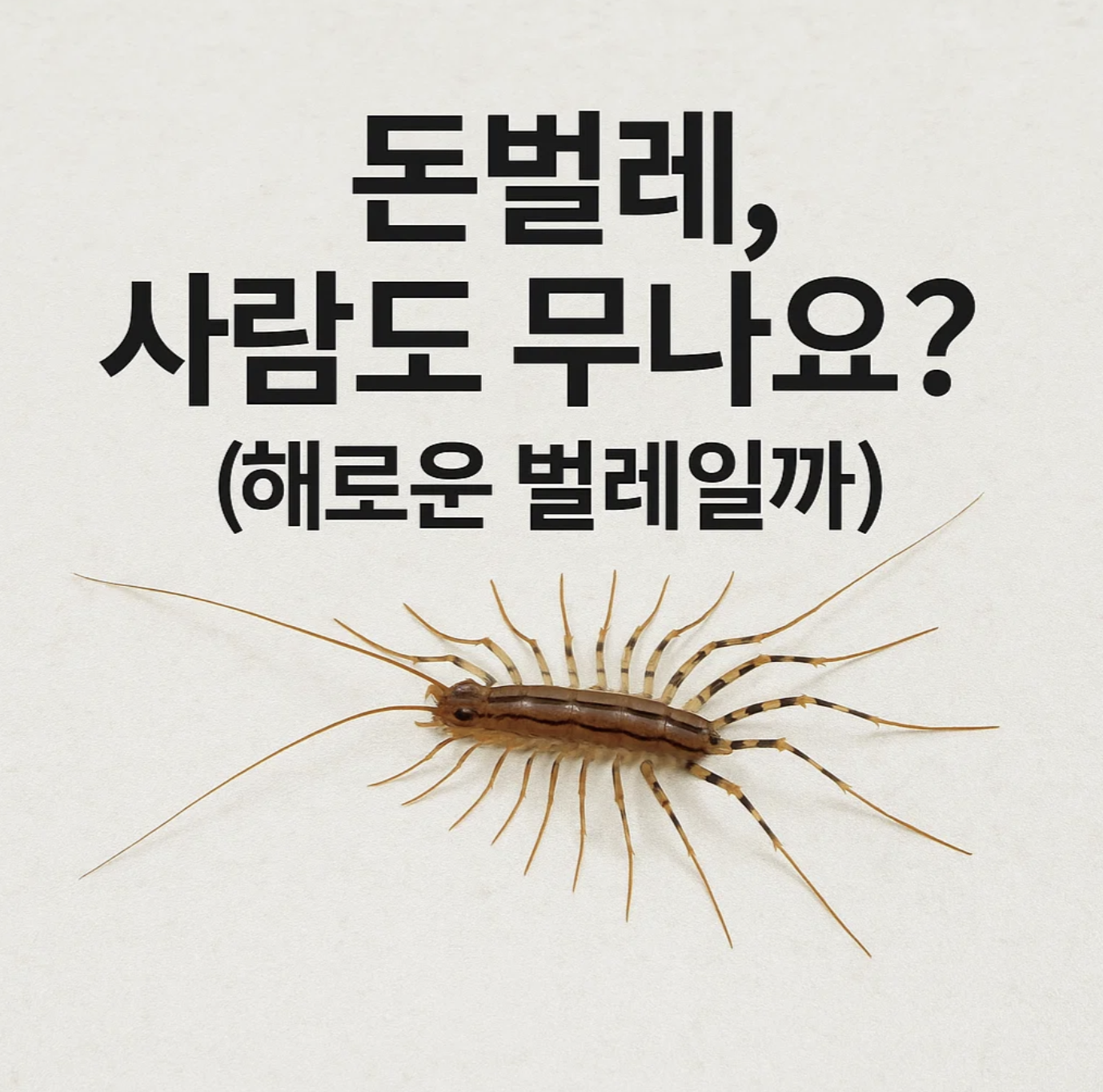 돈벌레, 사람도 무나요? (해로운 벌레일까?)