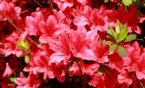 2025 군포 철쭉축제 교통 안내