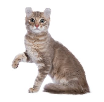 아메리칸컬-고양이
