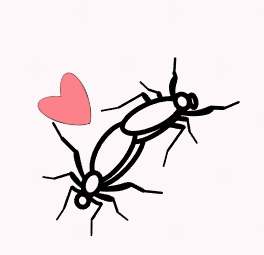 러브버그 출몰 시기 및 수명, 사라지는 시기(+퇴치방법)