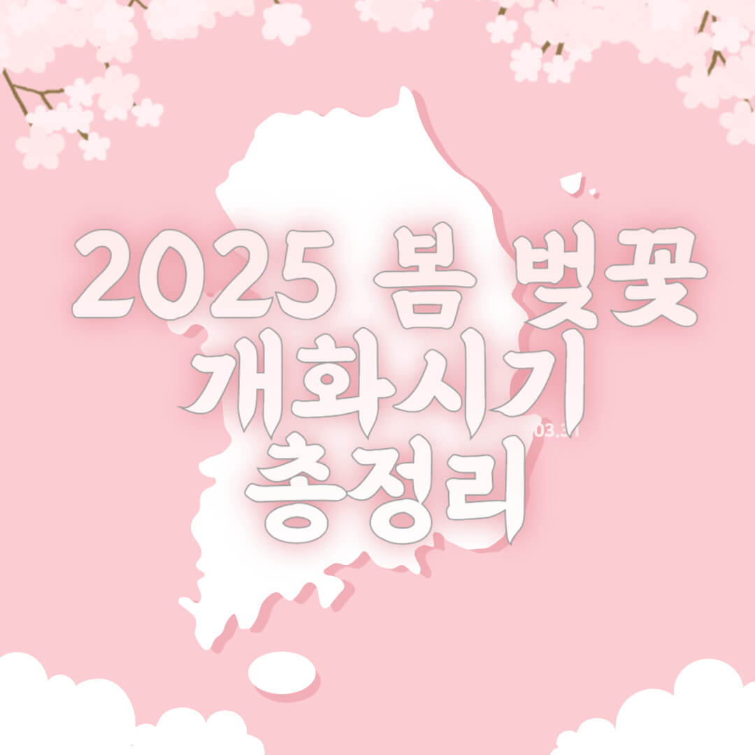 2025 벚꽃 개화시기 벚꽃명소 총정리