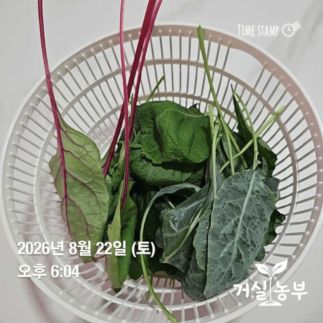 8월 22일 수경재배로 수확한 깻잎과 적근대 케일