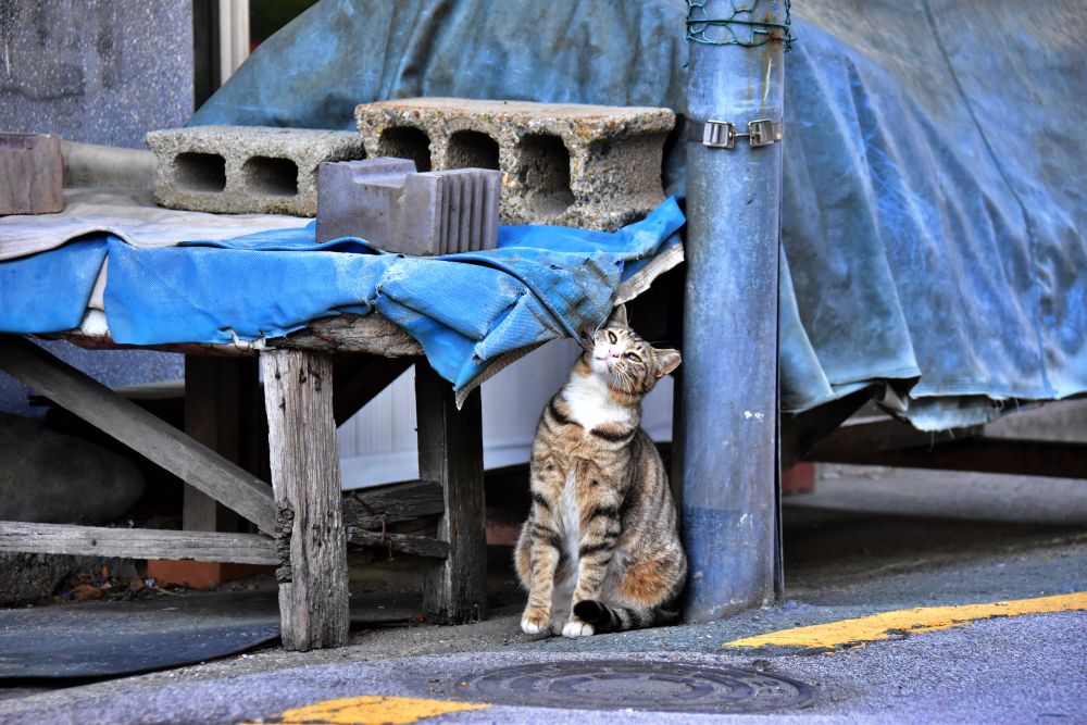 서감마을에서 본 고양이