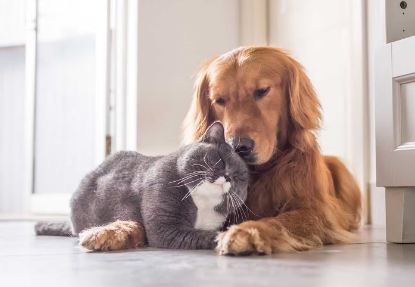 개와 고양이를 함께 키워도 괜찮아?