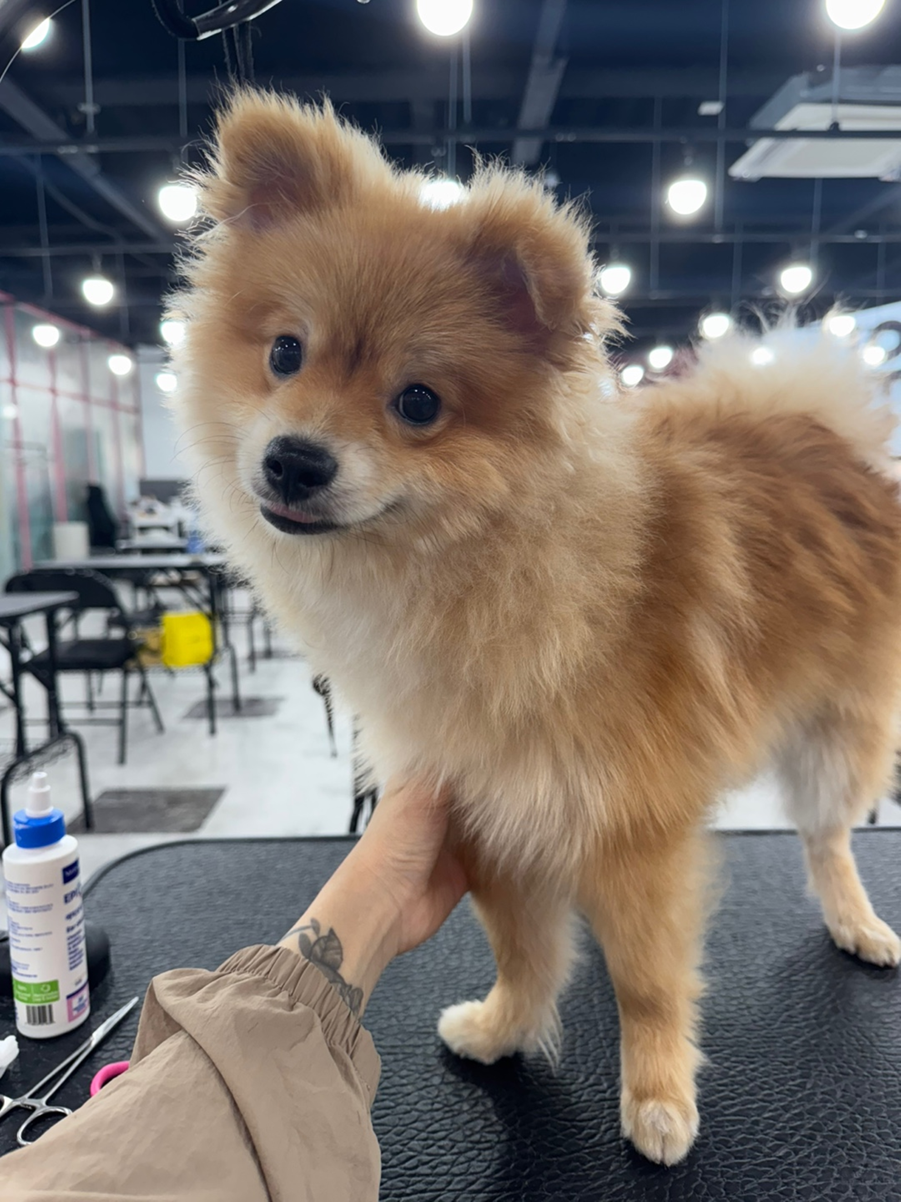 광주강아지미용학원