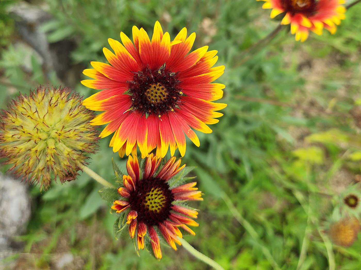 인디언천인국 (인디언국화)