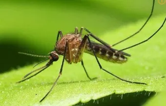 모기 물렸을 때 가려움증 없애는 법 효과적인 민간요법_3
