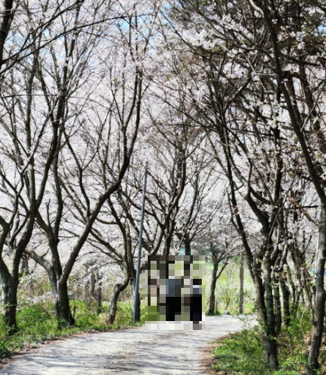 함평 신광 동정저수지 벚꽃