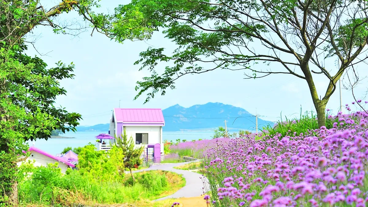 퍼플섬 버들마편초 정원 모습