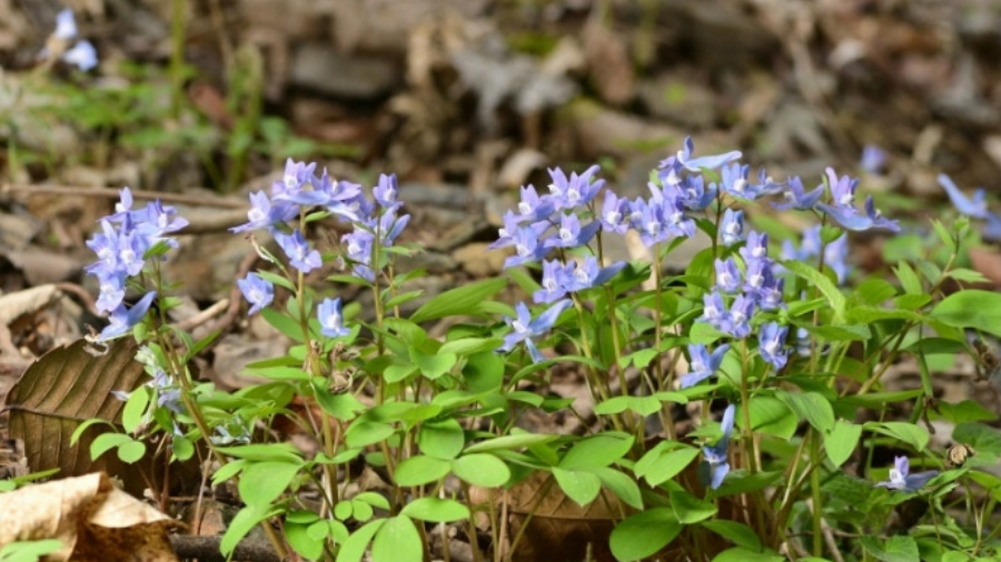 야생의 산과 들에서 잘 크고 있는 보라색 꽃이 피어 있는 현호색 풀을 확대를 하여 찍은 사진