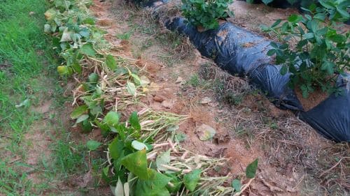 호랑이강낭콩 수확-모습