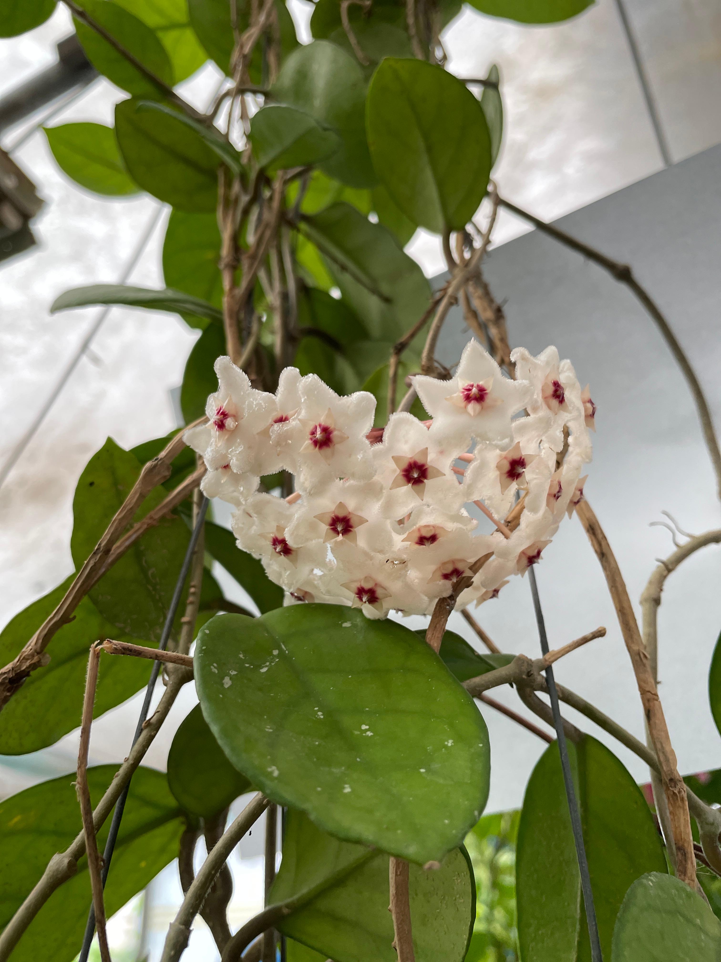 호야 카노사 걸이 키우기 공기정화식물 공중걸이 화분