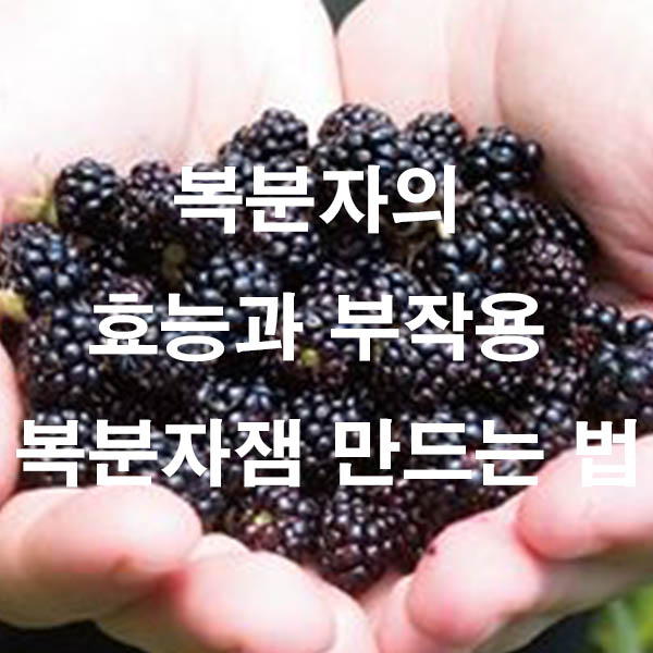 복분자의 효능과 부작용 복분자잼 만드는 법