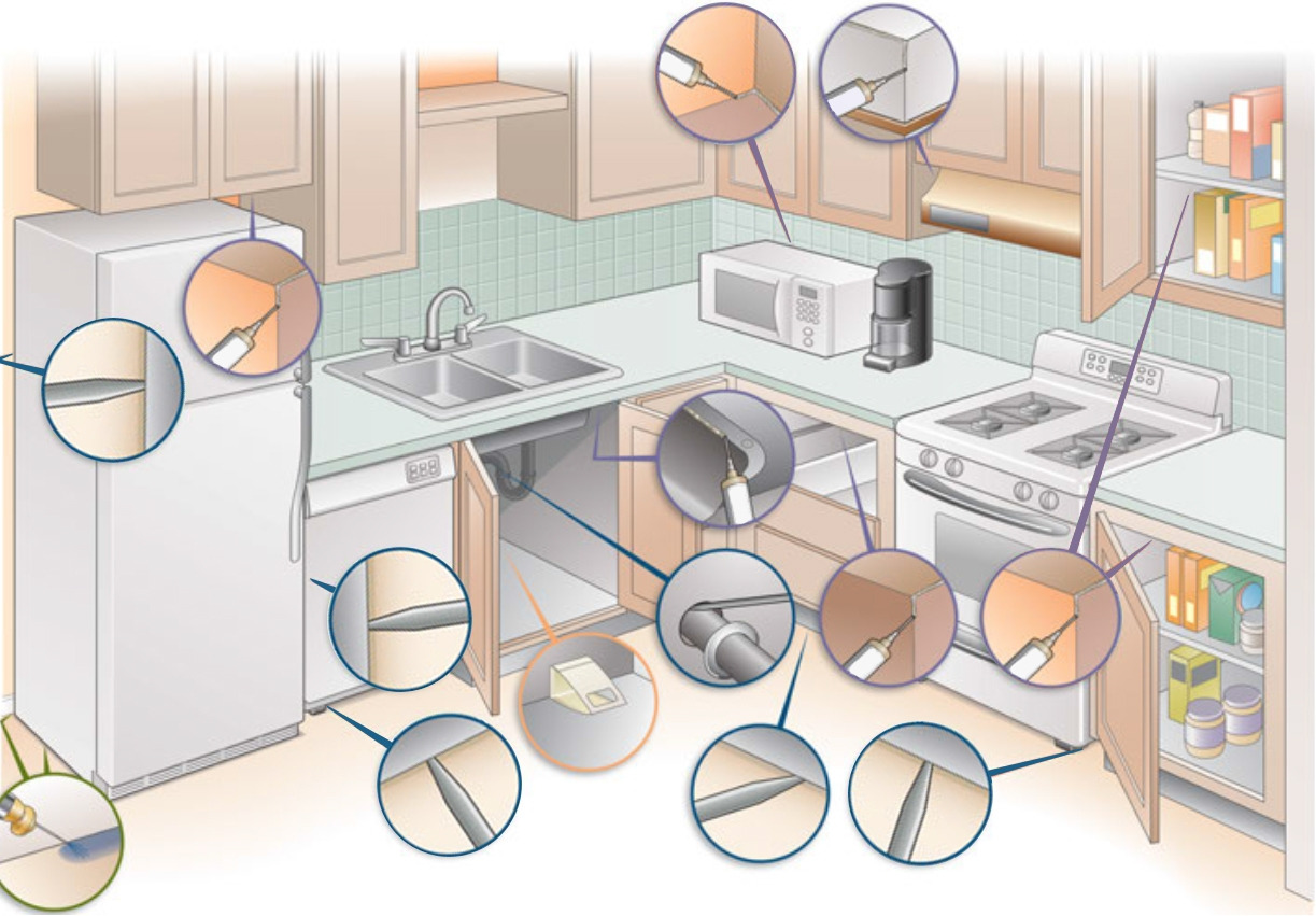 바퀴벌레 종류별 특징 (한국에서 흔한 종)